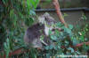 Healesville Sanctuary - Koala